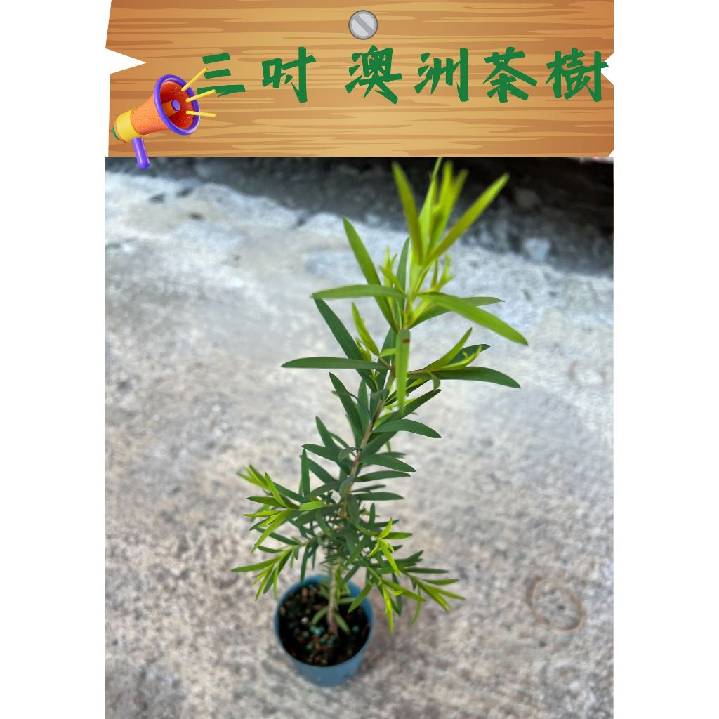 【茶香白千層】/壯大自己/三吋盆/澳洲茶樹