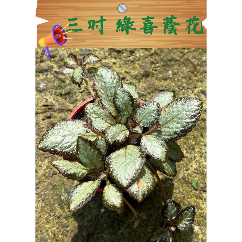 【紅繩桐】/三吋盆/綠喜蔭花