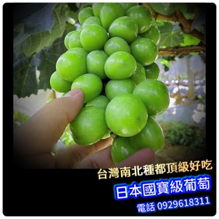 日本知名國寶級品種✅X香葡萄✅宅配版大苗✅【頂尖好吃】阡插苗 藍寶石葡萄 月亮葡萄 水果苗 葡萄苗 日本妮娜皇后
