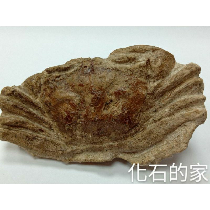 【化石的家】2號哈薩克螃蟹化石