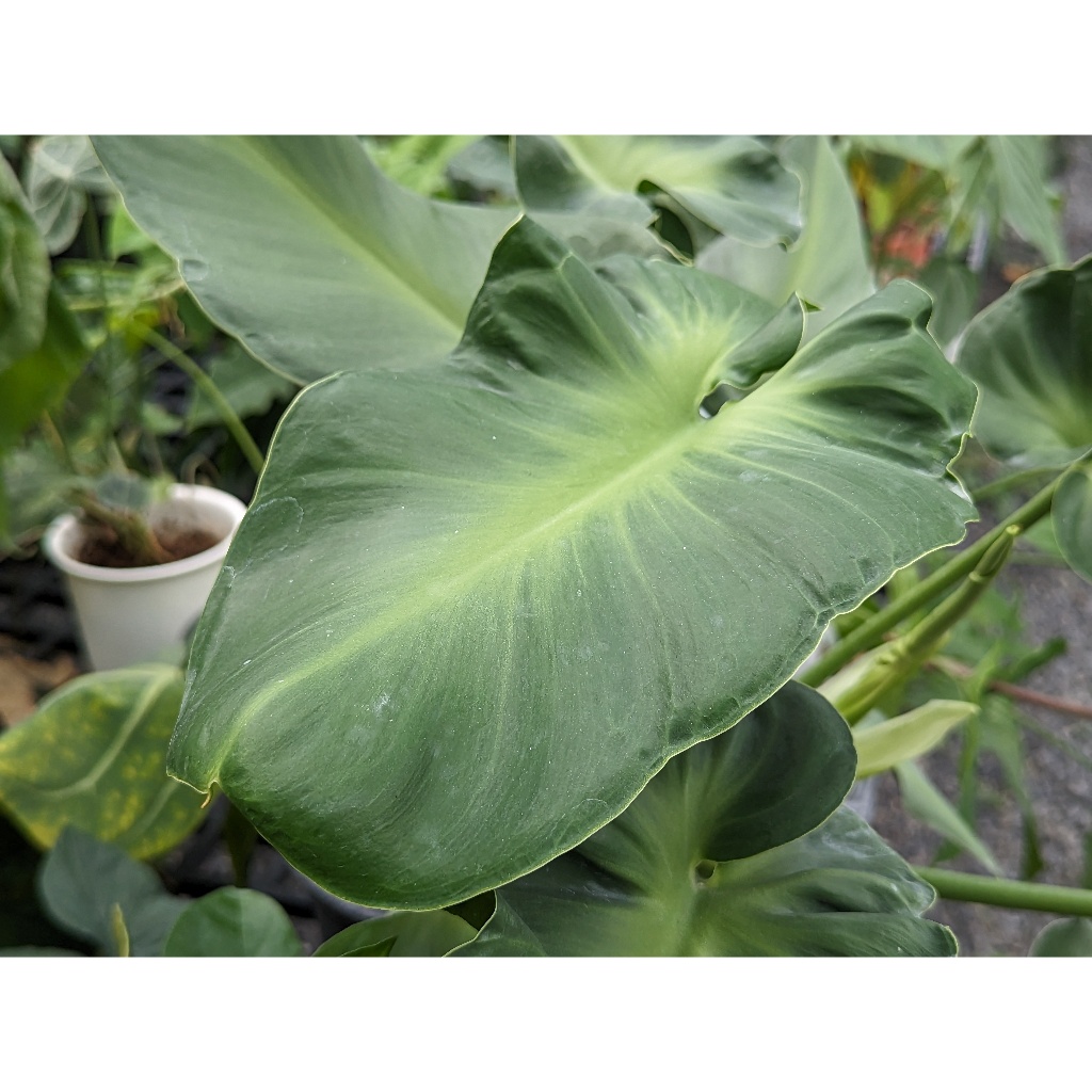 開心農元-觀葉植物- 豬皮蔓綠絨 Philodendron rugosum