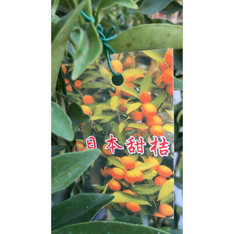 日本 甜桔/ 4.5吋～苗植袋/嫁接果樹苗木⋯