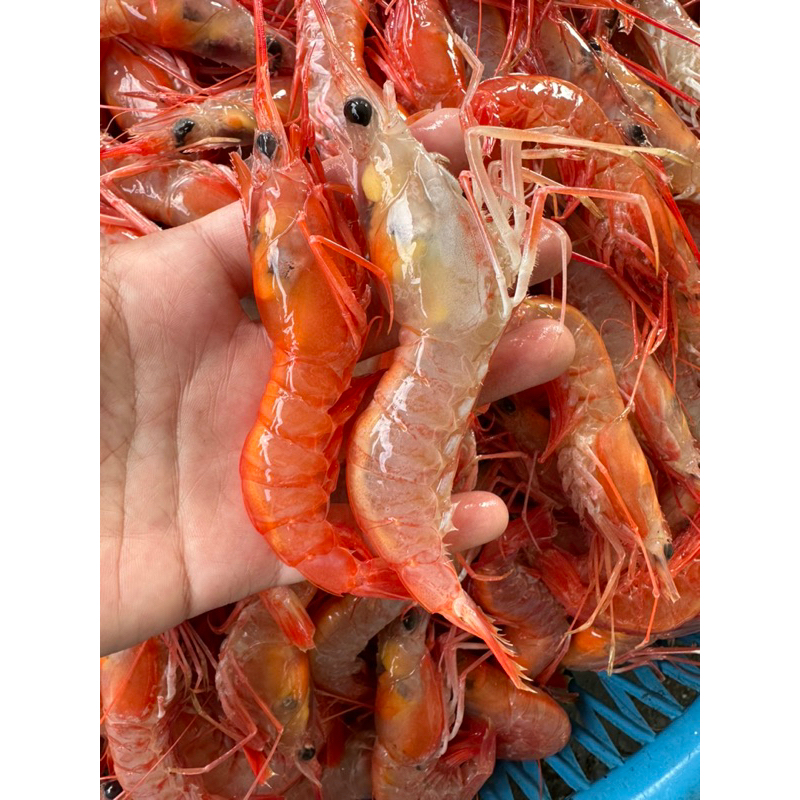 「現」藍海鮮漁-大溪漁港每日現撈「生食級 甜蝦 正甜蝦」