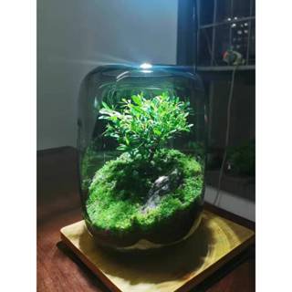 《新品上市》臺灣現貨/24h出貨/造型花瓶/玻璃花瓶/魚缸/創意植物器皿/苔癬/生態瓶/甕型/微景觀/生態缸/水陸缸