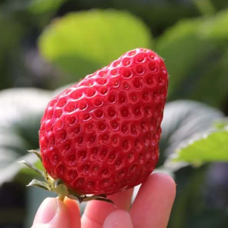 🔥滿額免運費🔥售完不追《紅顏草莓》日本大型果草莓品種 台灣栽培繁殖 售草莓苗 現貨快出