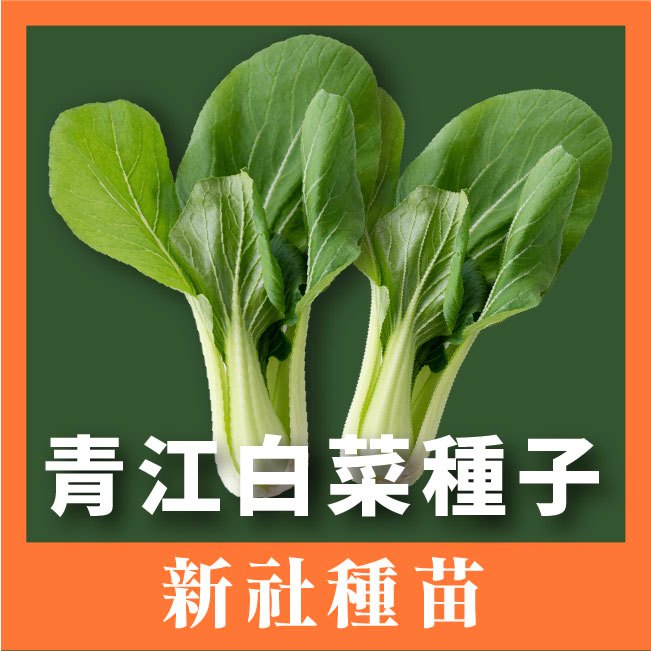 現貨）青江白菜種子｜湯匙菜｜30天可採收｜開心農場｜居家種植｜蔬菜專業戶｜蔬菜種子｜園藝 ｜超高發芽率80％以上｜