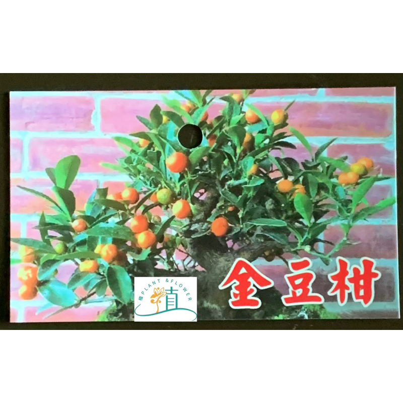 植plant&amp;flower~金豆柑