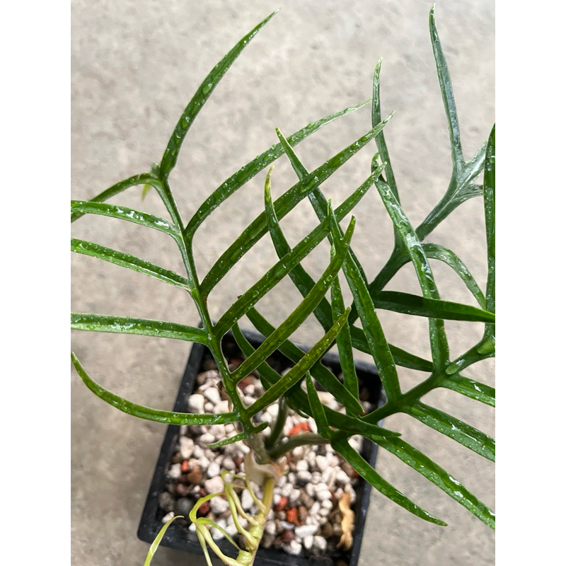 魚骨蔓綠絨｜Philodendron tortum 🌿植悟誌 4.5寸盆