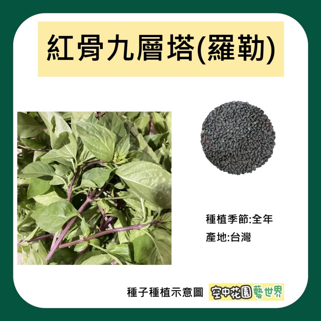 【台灣出貨 電子發票】紅骨九層塔 種子 0.8克(約500顆) 香料 驅蚊植物 爆香 三杯 羅勒 菜籽 空中花園藝世界