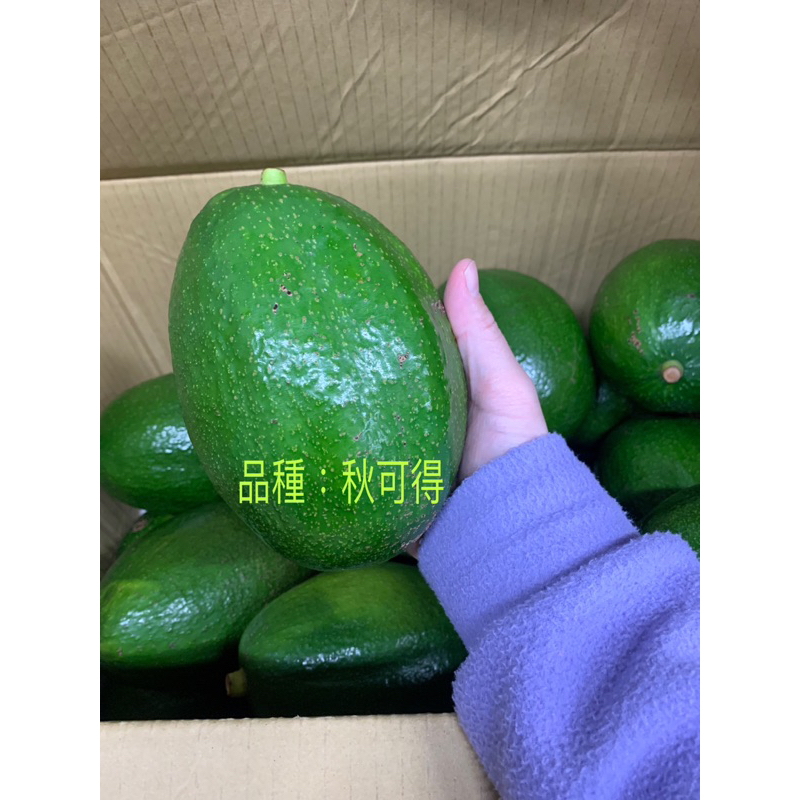 台灣新鮮酪梨10斤裝-品種：利得