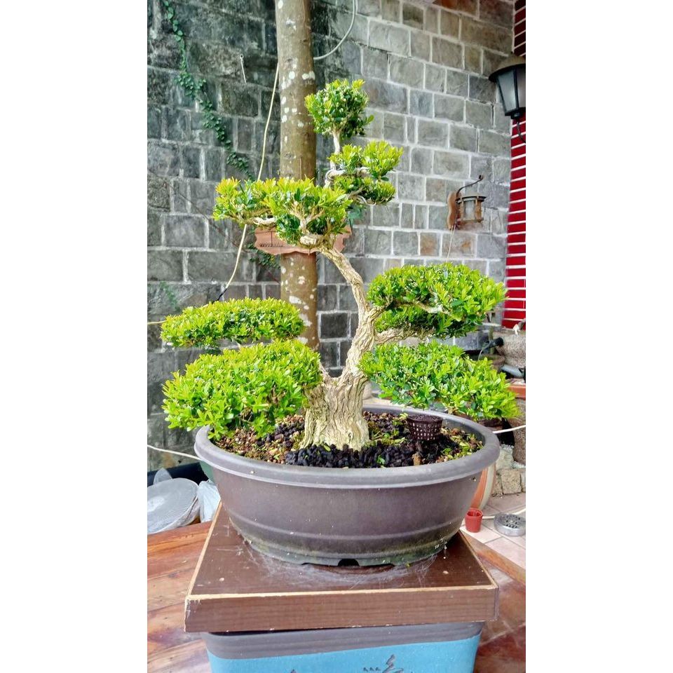 261G-大幹徑老「雀舌黃楊（金柳）」精品盆栽~極品25年樹齡八方大根盤
