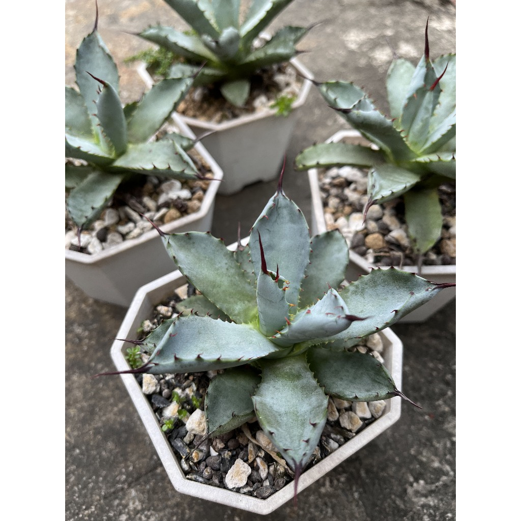 【Agave 龍舌蘭-八荒雷神】八雷3吋盆 一物一拍 穩根(不挑隨機含盆寄送)