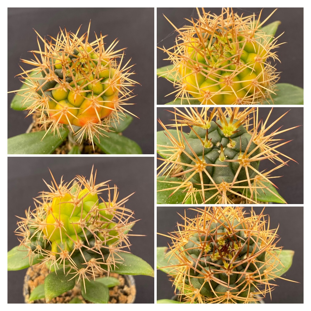 🌵Gymnocalycium屬 仙人掌｜勇將丸x新天地錦｜木麒麟嫁接株