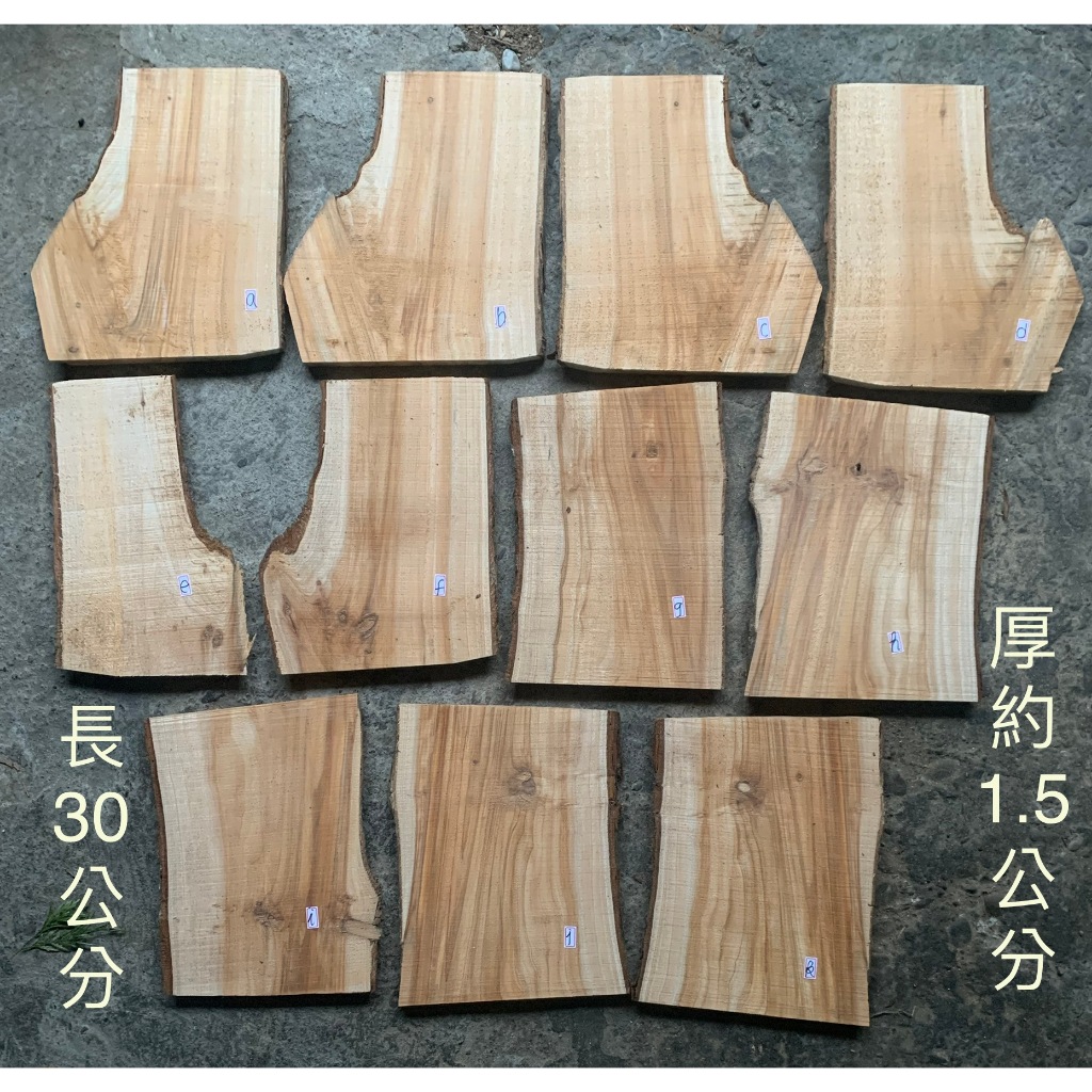 台灣福杉木板/鹿角蕨的溫床