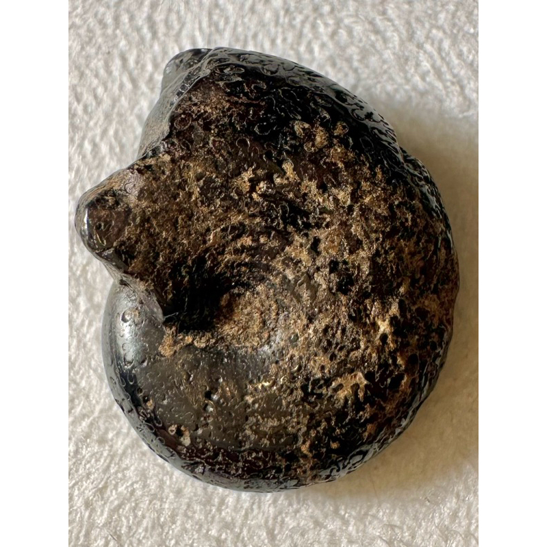 [菊石化石]褐鐵礦化菊石-L010-摩洛哥化石