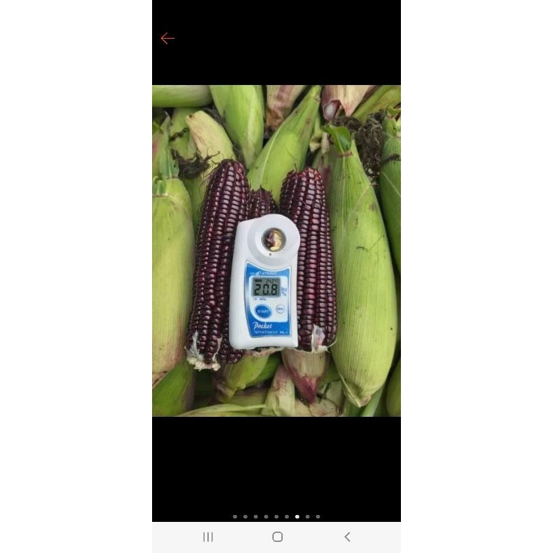 《免運費宅配到家》黑寶紫蜜水果玉米，每箱10斤裝約15-20支每箱660元免運費