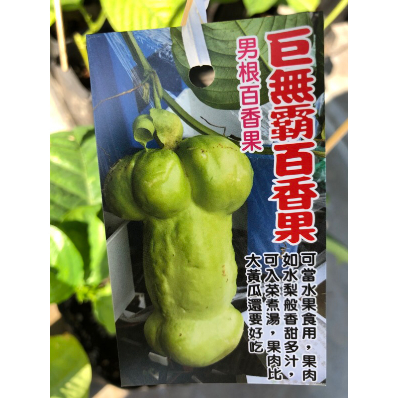 男根  百香果/4吋～食用果樹苗木⋯