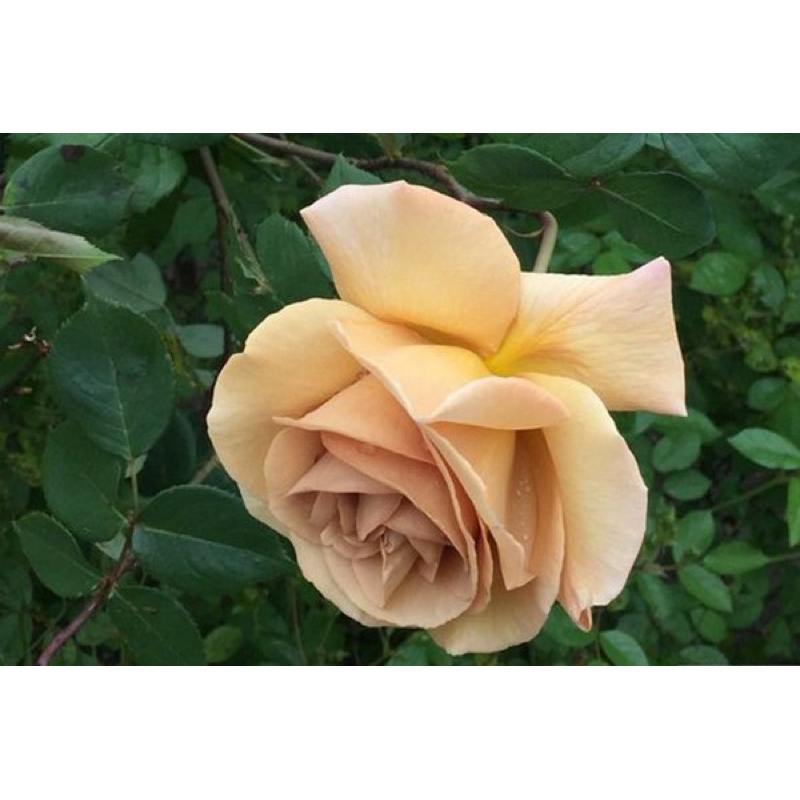 玫瑰花🌹蔓性.奶油糖玫瑰🌹使用玫瑰專用土.月季玫瑰花