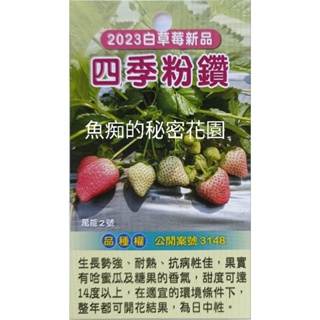 6-7吋盆「2023最新品種 粉鑽草莓 四季草莓 粉白色草莓」已經會開花結果，寄出時不一定還有果！