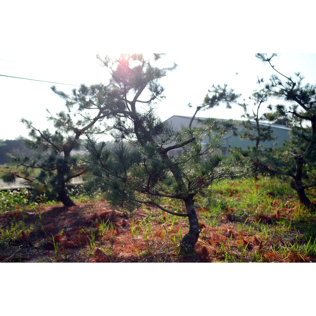 五葉松樹材 庭園樹素材 主幹扭轉 園藝造景 樹齡15年以上 產地直售