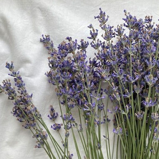 保加利亞真正薰衣草精油 Lavender Bulgarian Essential Oil 純精油 植物草本純精油+