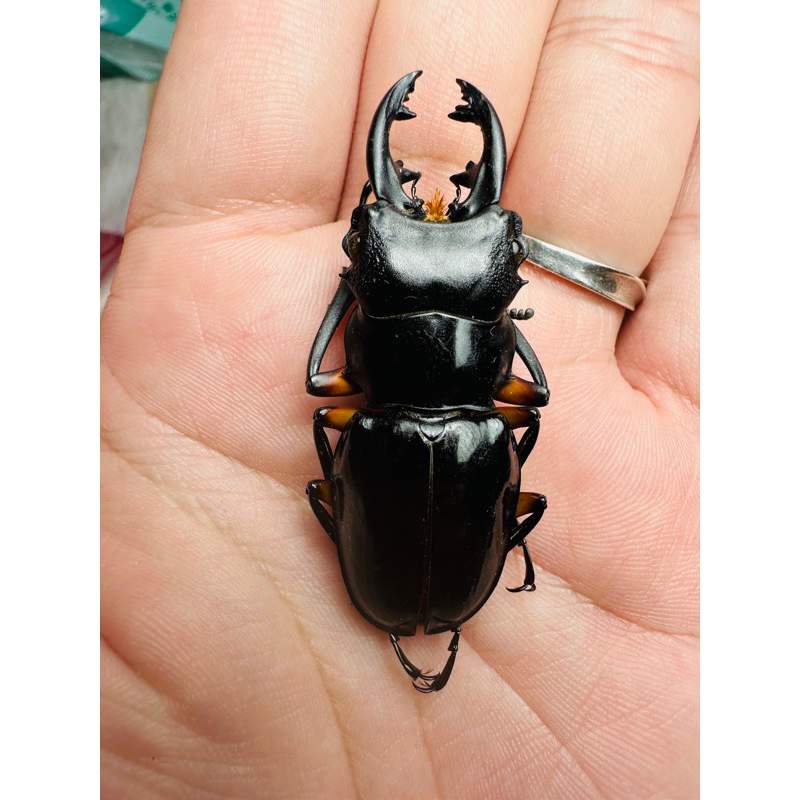 標本 Odontolabis nobuhikoi rare 24mm 標本 Odontolabis nobuhikoi rare 24mm Odontolabis nobuhikoi rare