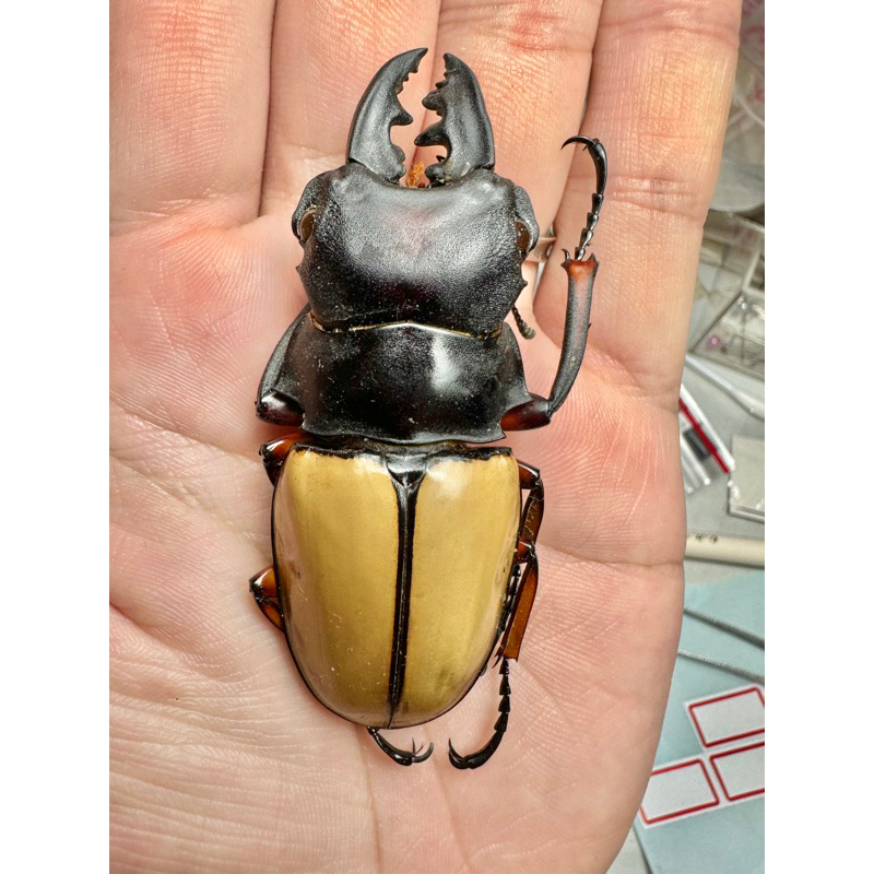 標本 Odontolabis nobuhikoi rare 24mm Odontolabis 標本的價格推薦- 2025年10月| 比價比個夠BigGo