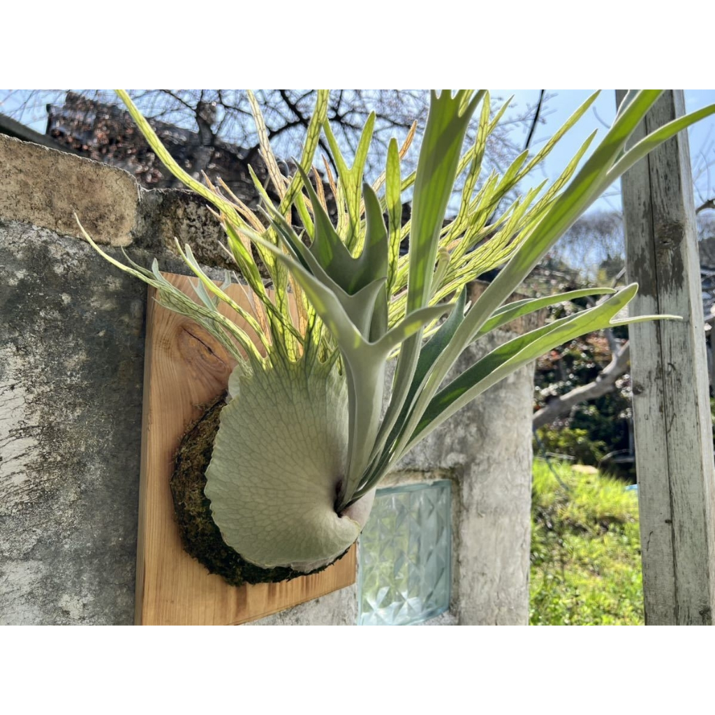 神獸的產地 奧銀 奧本河銀鹿 AR Auburn River 鹿角蕨 已播孢盆 孢子盆