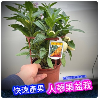 人蔘果盆栽(結果滿滿中) 香瓜梨 燈籠果盆栽，全台灣、南、北、盆栽陽台、種土地，都可以讓你成功採收。
