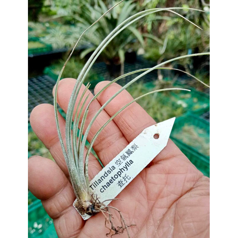 花夢坊🌹查托、不附名牌、空氣鳳梨🍍懶人植物、療癒植物