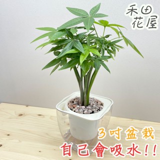 禾田花屋|馬拉巴慄|發財樹|3吋透明方盆|室內植物|免澆水|懶人盆栽|觀葉植物|室內植物|懶人盆栽|吸水盆