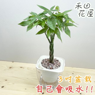 禾田花屋|編織發財樹|辮子馬拉巴慄|3吋透明方盆|室內植物|免澆水|懶人盆栽|觀葉植物|室內植物|懶人盆栽|吸水盆