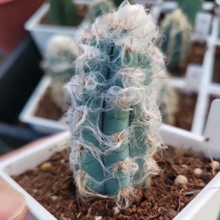 好心晴園藝 仙人掌 3吋盆長毛藍柱／穩根