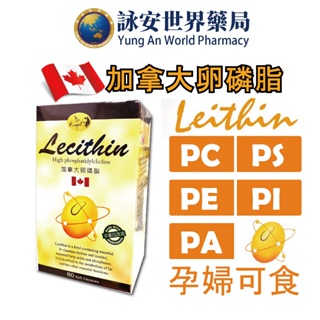 康心 加拿大卵磷脂 LECITHIN 軟膠囊 60粒/盒 卵磷脂1200mg 孕婦、產婦、哺乳可食 【詠安世界商城】
