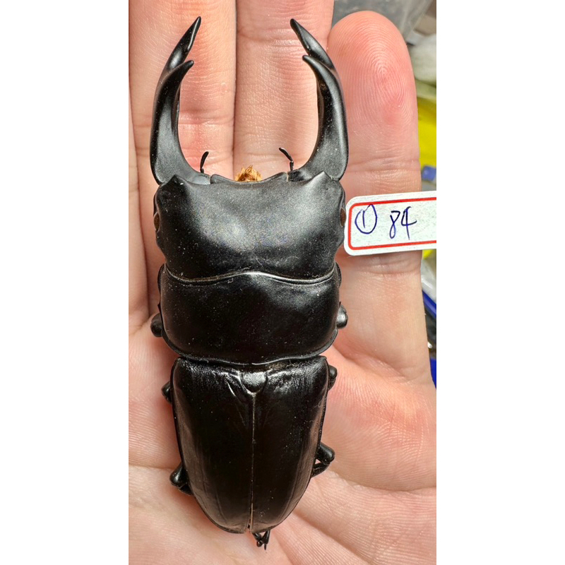 昆蟲標本（死的非活體） Dorcus hopei binodulosus 日本大鍬 日本飼育品 大型個體