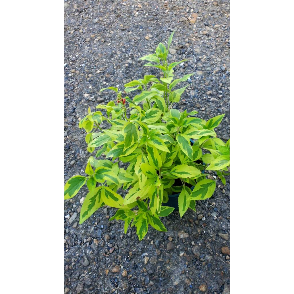 盆栽-斑葉鳳梨鼠尾草5吋
