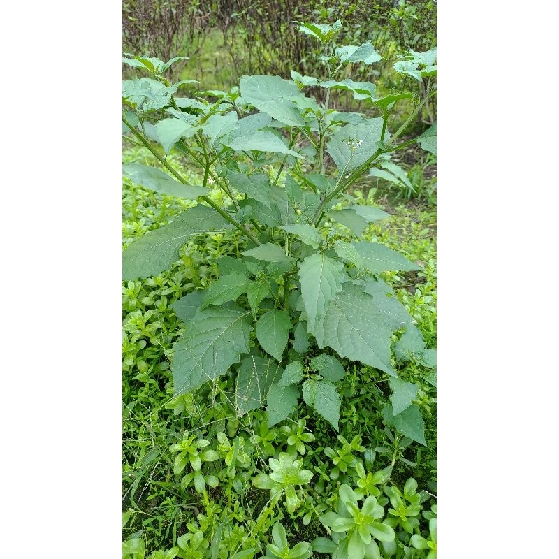 新鮮 龍葵 黑甜菜 烏甜子 小農自產自銷 龍葵根