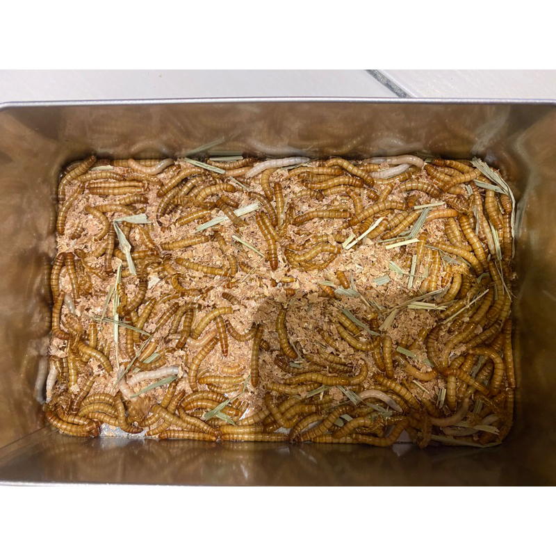 麵包蟲 活體 含簡單飼養盒 出清