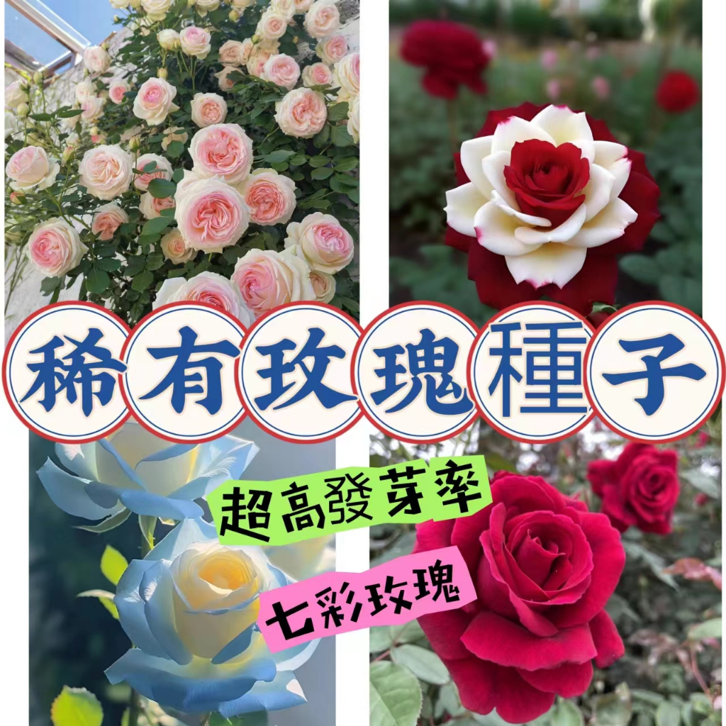 🍁💥【蝦皮熱銷】【超高發芽率】玫瑰花種子 七彩玫瑰 稀有品種 玫瑰種子 超低價 室內外盆栽綠植 超美 超優