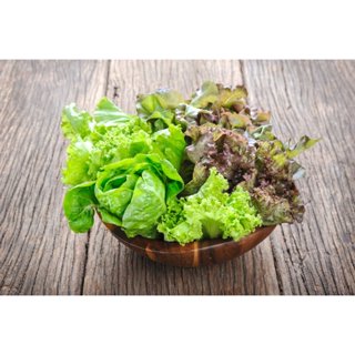 萵苣混合種子~Mix Lettuce~從種子到餐桌就是那麼簡單