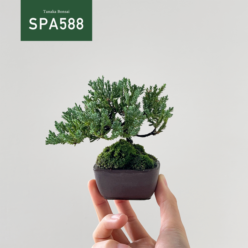 【Tanaka Bonsai】SPA588 珍珠柏盆景 ｜松柏盆栽