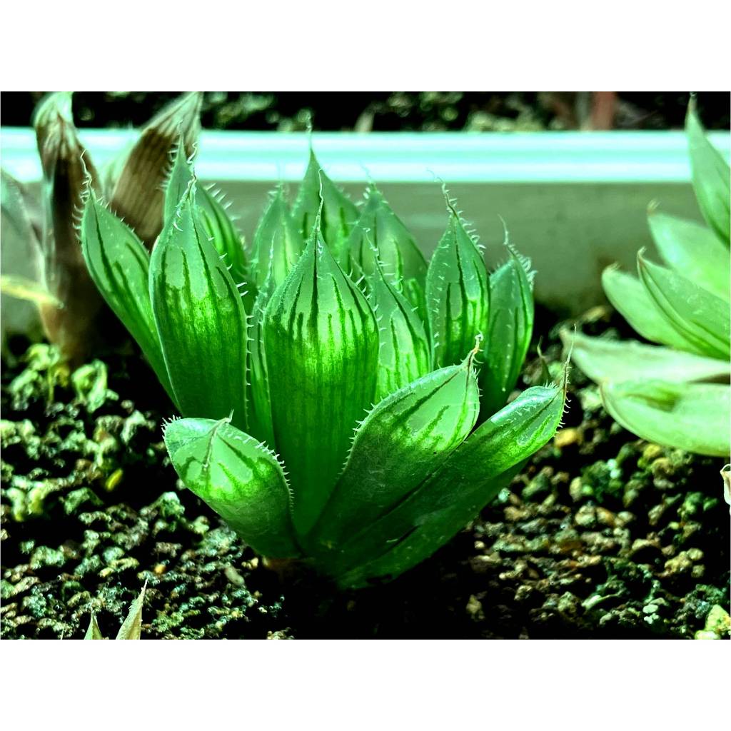 多肉植物 百合科 十二卷屬 Haworthia 超透窗實生苗