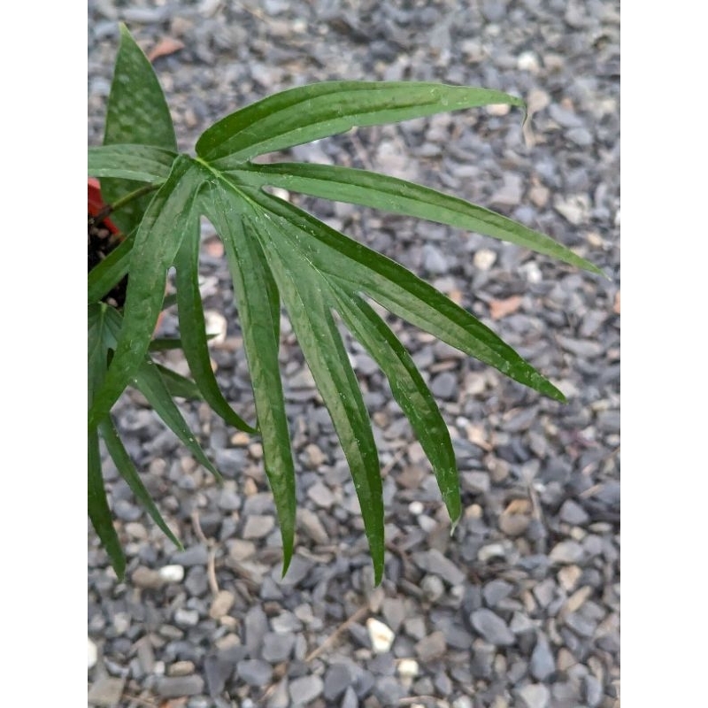 開心農元-觀葉植物- 棕櫚雷公連 Amydrium zippelianum 雷公連 雷公藤