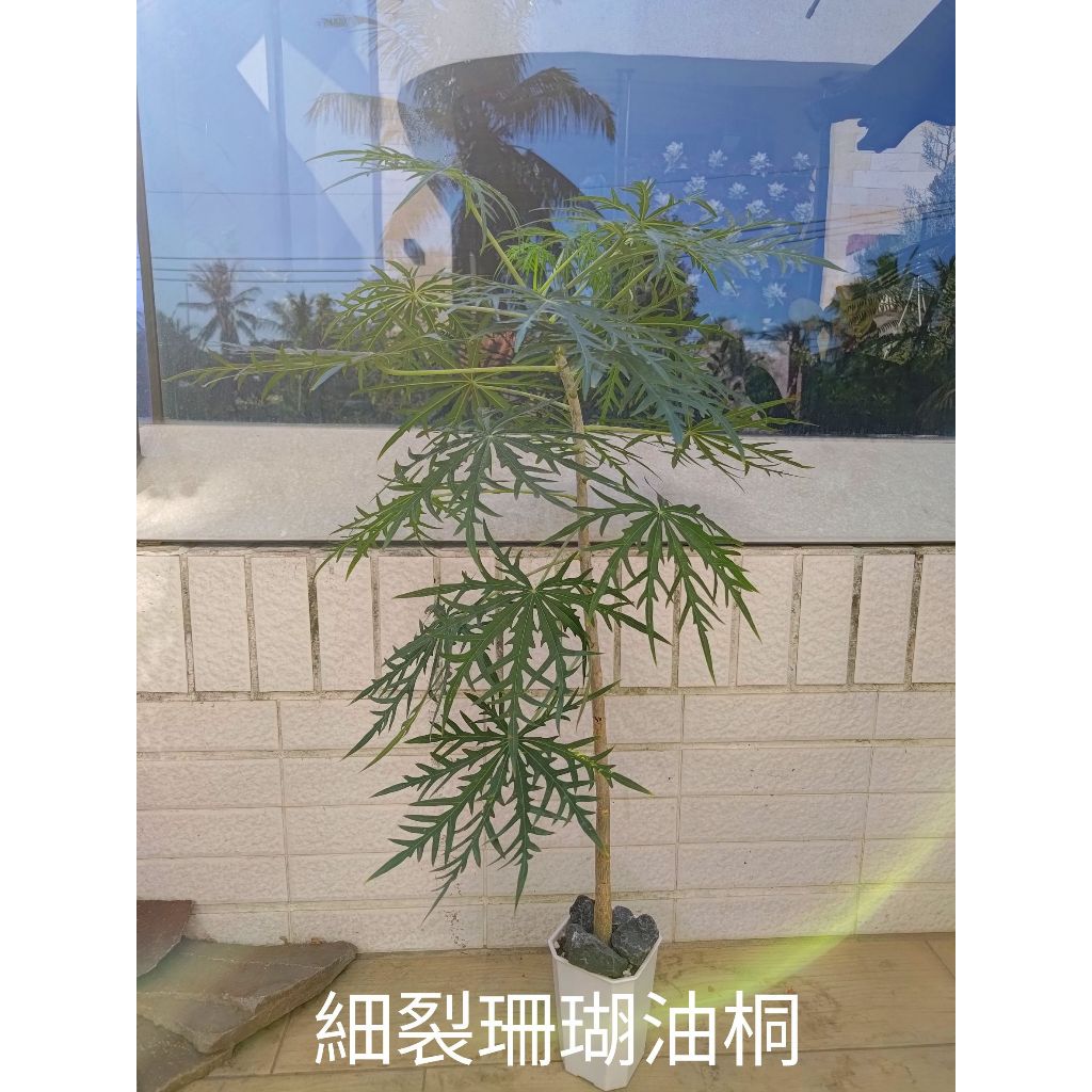 細裂珊瑚油桐高級純白彩葉芋香冠柏樹蘭油杉絲柏澳洲茶樹黃槿盆栽觀葉多肉植物陶瓷盆器居家綠化開店新居辦公療癒植栽送禮盆栽設計