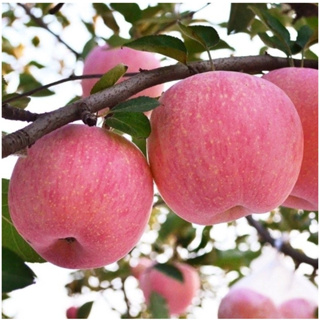 ✨蘋果種子 當年新蘋果種子 紅肉蘋果種子 蛇果種子 青蘋果種籽 四季營養水果種子