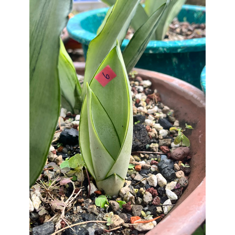 🌳山上有虎尾蘭🌳月光綠鬼虎尾蘭 可挑選 裸根 Sansevieria “Moonshine”