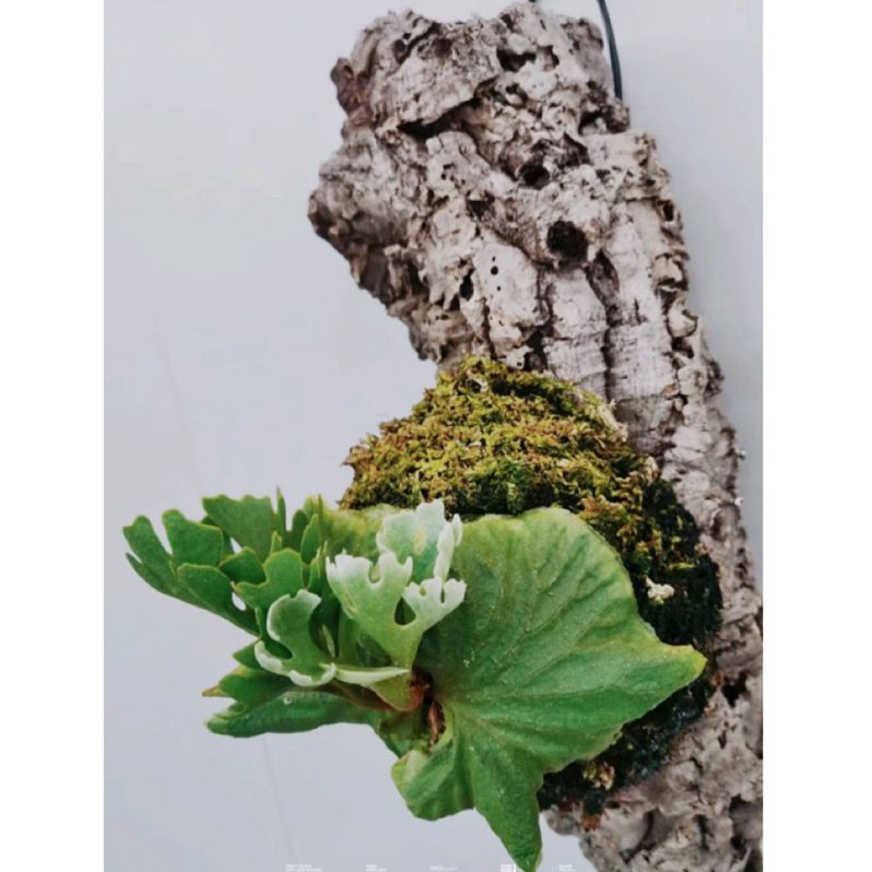 P.ridleyi dwarf silver 侏儒銀葉亞猴 侏儒銀葉亞猴Platycerium Ridleyi dwarf silver – 共生制所
