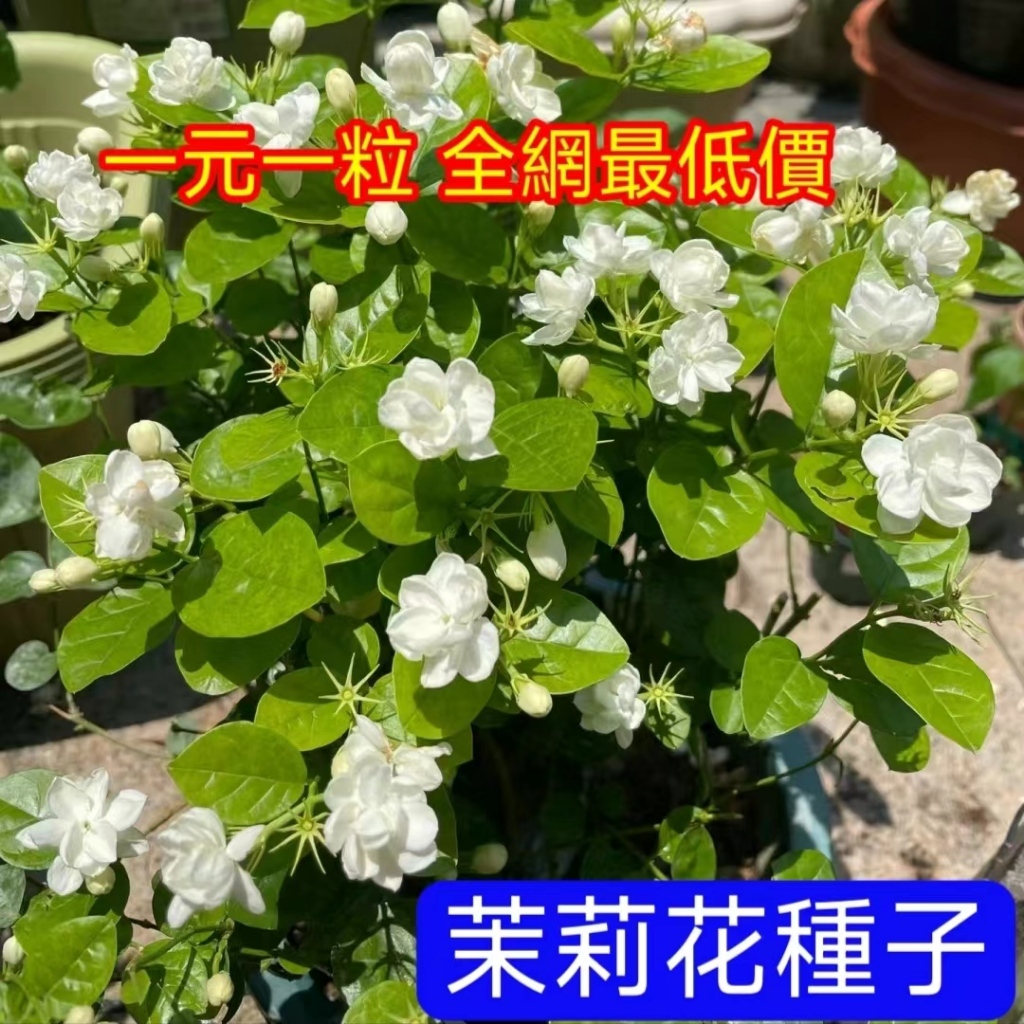 💥💥【茉莉花種子】虎頭茉莉 華蓋茉莉 金茉莉 茉莉花籽 濃香型花卉種子 驅蚊蟲 小院陽台種子 可盆栽地栽