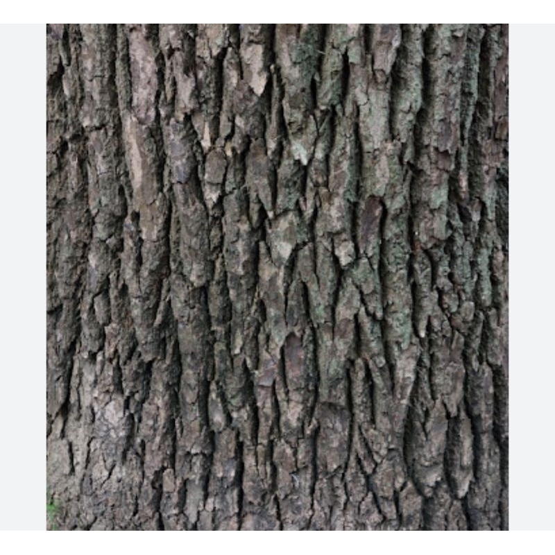 彰化溪州 五.六十年老樟樹，意著請洽