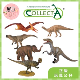 【臺灣現貨】collectA高擬真動物模型 正版模型 迅猛龍 翼龍 福井龍 厚頭龍 巨齒龍 幼長毛象